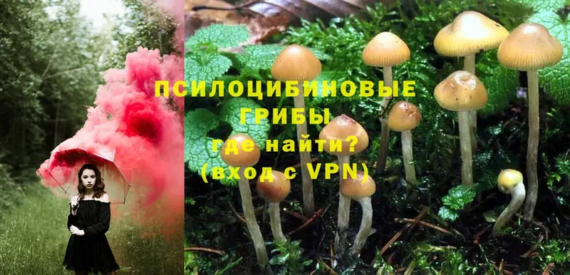 хочу   Истра  Галлюциногенные грибы Magic Shrooms 